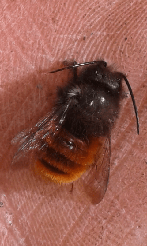 Apidae Megachilinae : maschio di Osmia cornuta